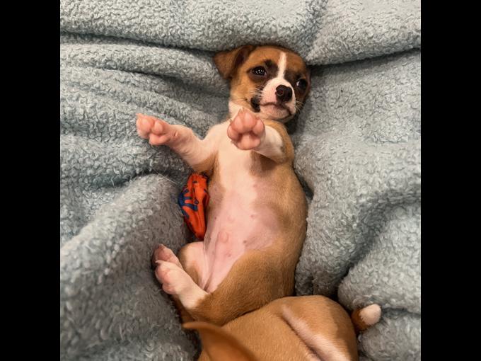 Chihuahua