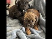 Mal-Shih & Shihpoo