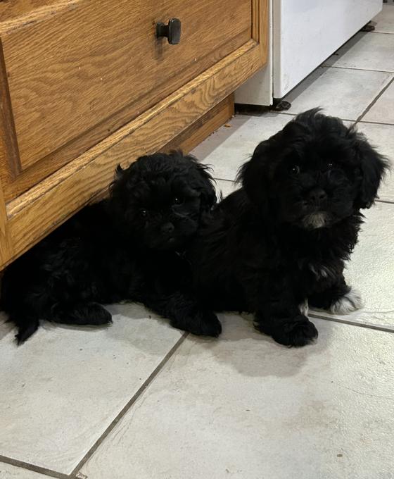 Mal-Shih & Shihpoo