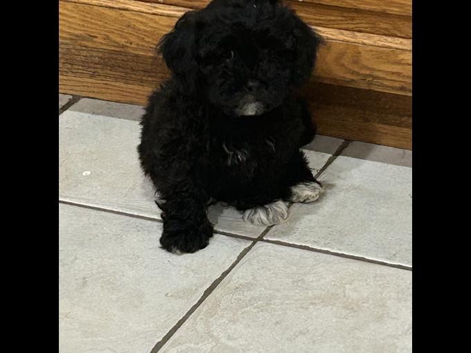 Mal-Shih & Shihpoo