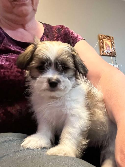 Mal-Shih & Shihpoo