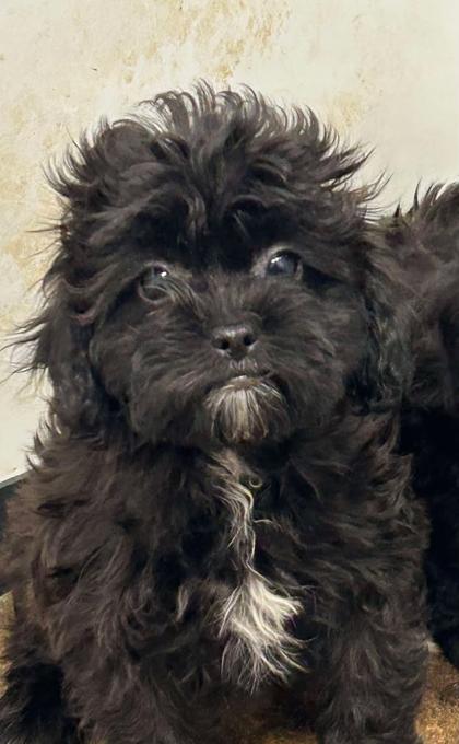 Mal-Shih & Shihpoo