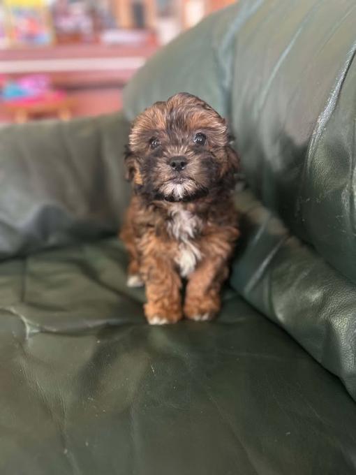 Mal-Shih & Shihpoo