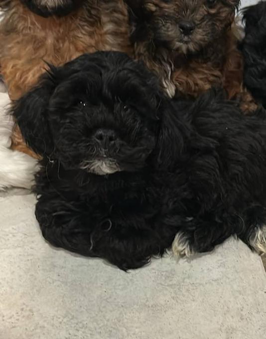 Mal-Shih & Shihpoo