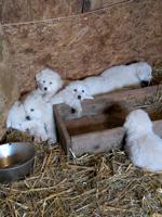 Great Pyrenees Akbash