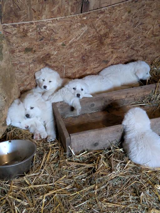 Great Pyrenees Akbash