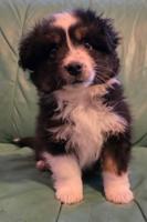 Miniature Australian Shepherd
