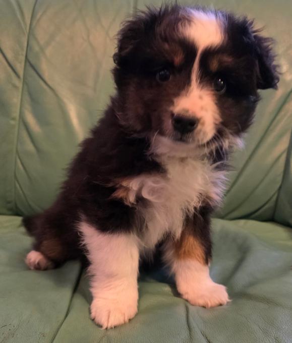Miniature Australian Shepherd