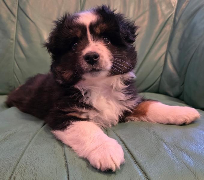 Miniature Australian Shepherd