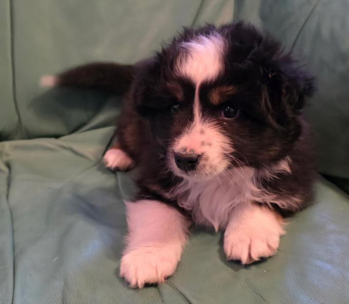 Miniature Australian Shepherd