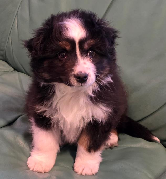 Miniature Australian Shepherd