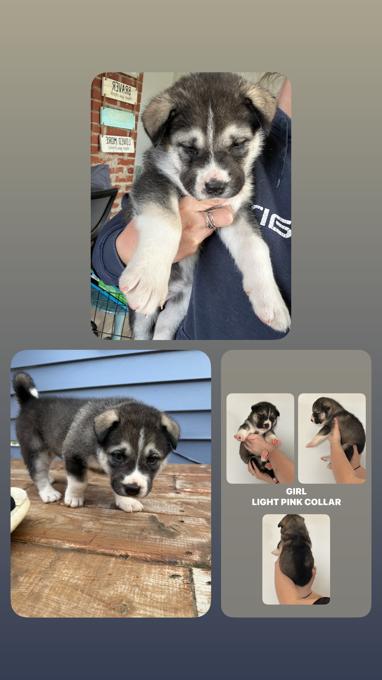 Malamute/Akita