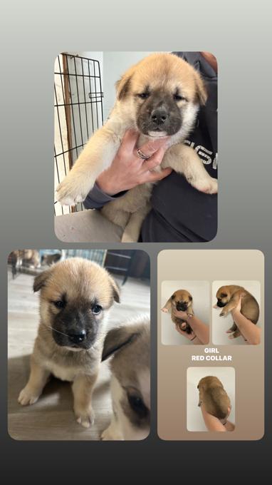 Malamute/Akita