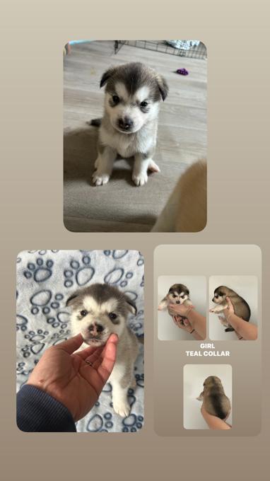 Malamute/Akita