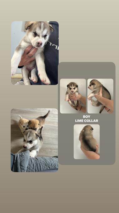 Malamute/Akita