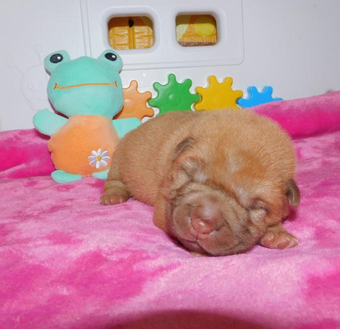 Chinese Shar - Pei Puppies