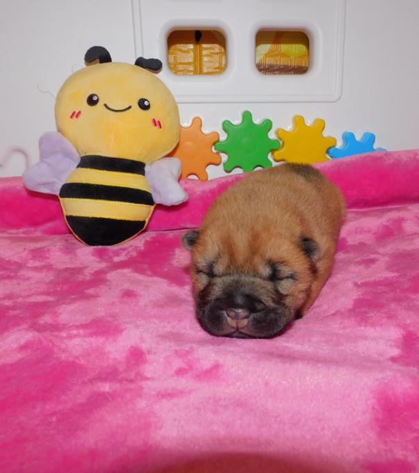 Chinese Shar - Pei Puppies