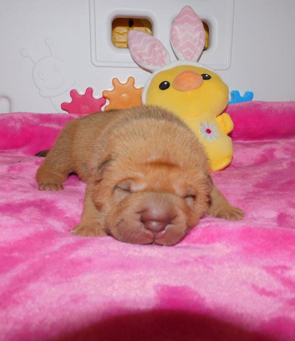 Chinese Shar - Pei Puppies