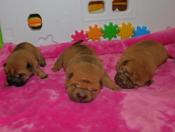 Chinese Shar - Pei Puppies