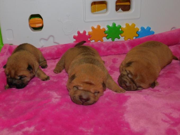 Chinese Shar - Pei Puppies
