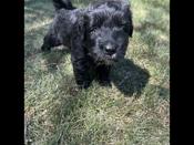 Bouvier
