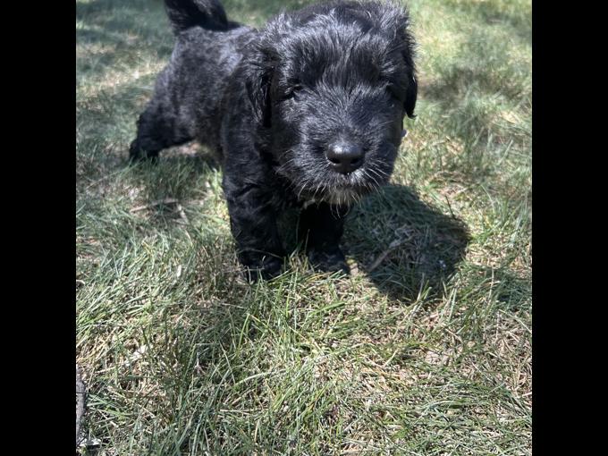Bouvier