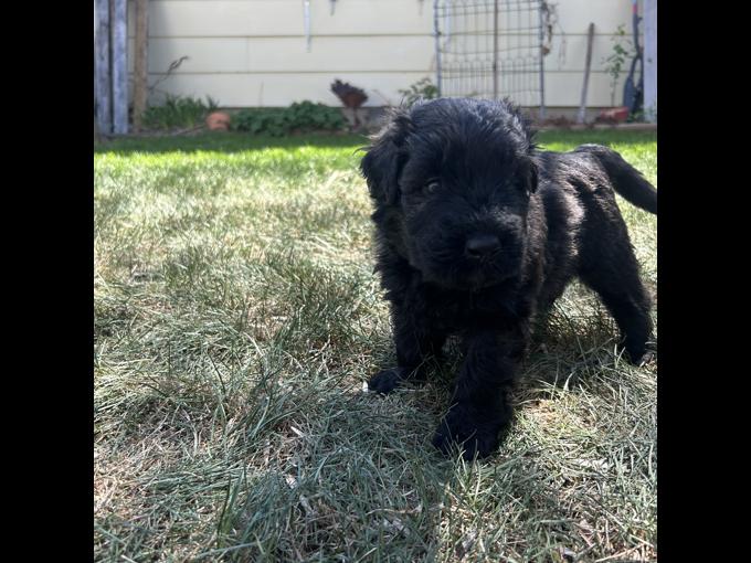 Bouvier
