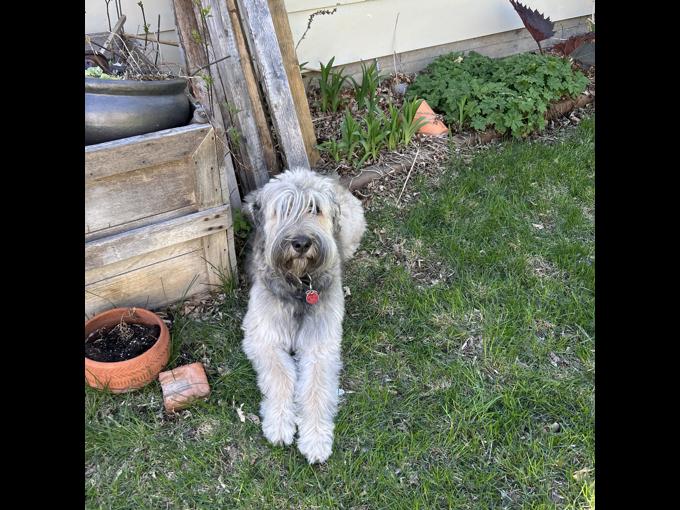 Bouvier