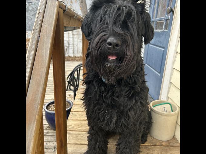 Bouvier