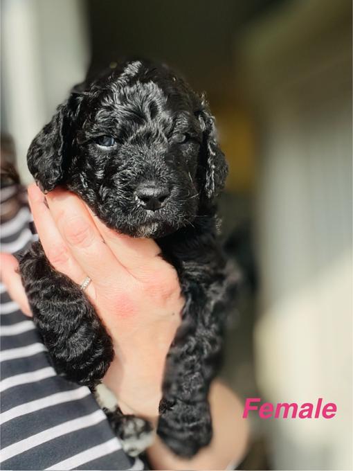 Aussiedoodle