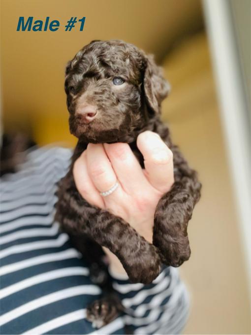 Aussiedoodle