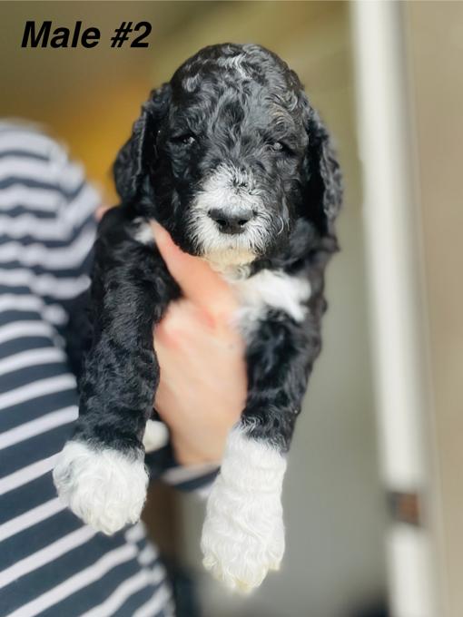Aussiedoodle