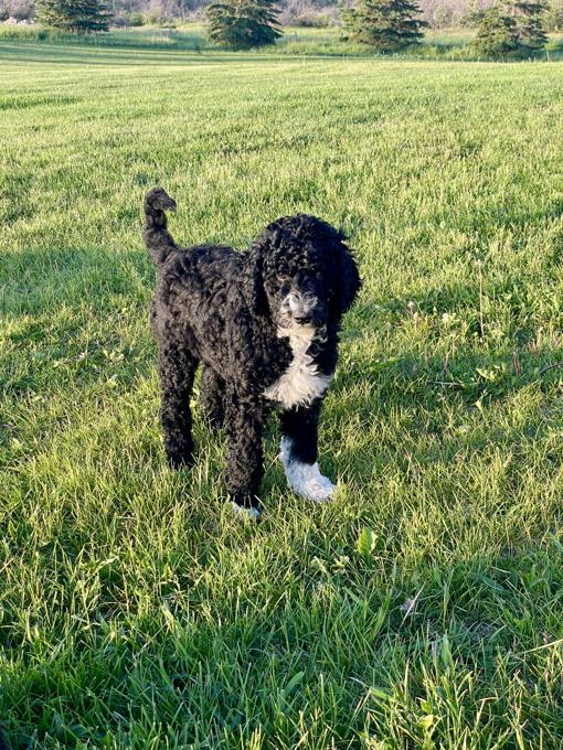 Aussiedoodle