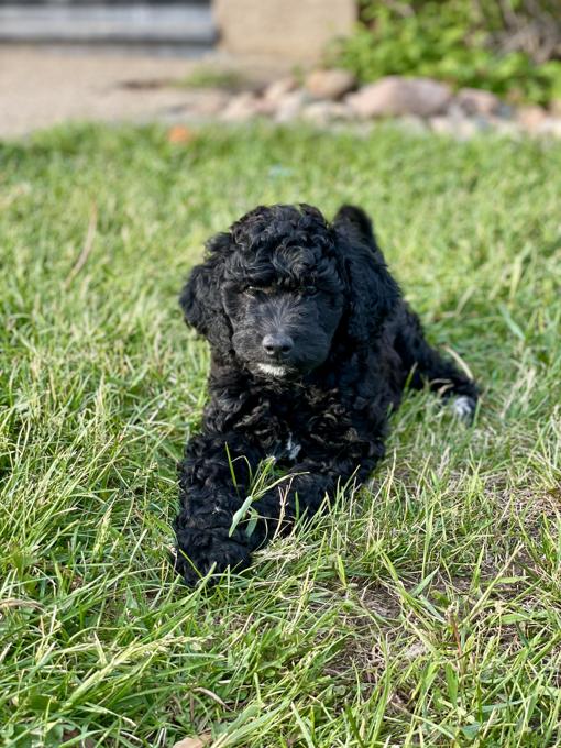 Aussiedoodle