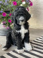 Aussiedoodle