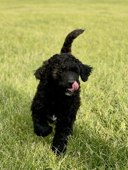 Aussiedoodle