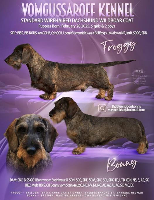 Dachshund