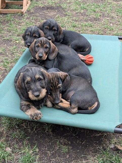 Dachshund