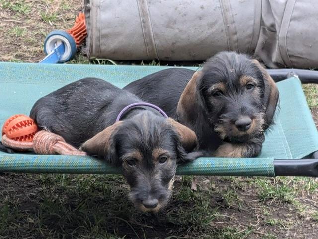 Dachshund