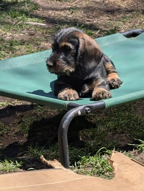 Dachshund