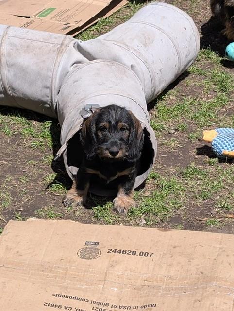 Dachshund