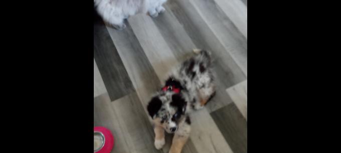 Australian Shepherd