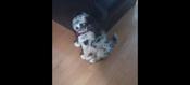 Australian Shepherd