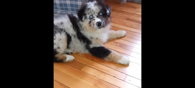 Australian Shepherd