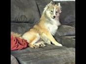 Pomsky