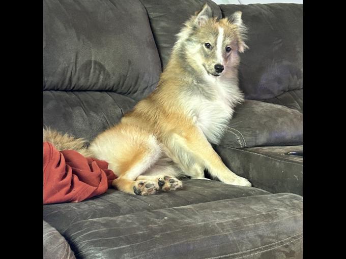 Pomsky