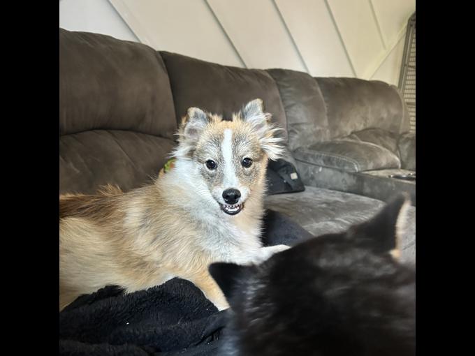 Pomsky