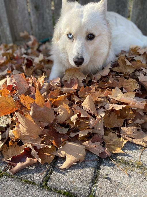 Pomsky