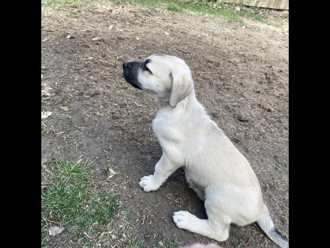 Daniff x wolfhound