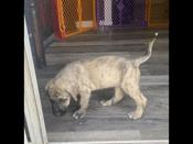 Daniff x wolfhound